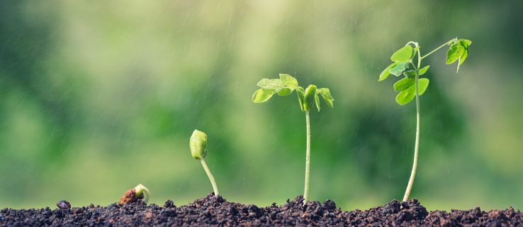 Was ist Seed-Finanzierung?: Verstehen, was Seed-Finanzierung für ein Unternehmen bedeutet
