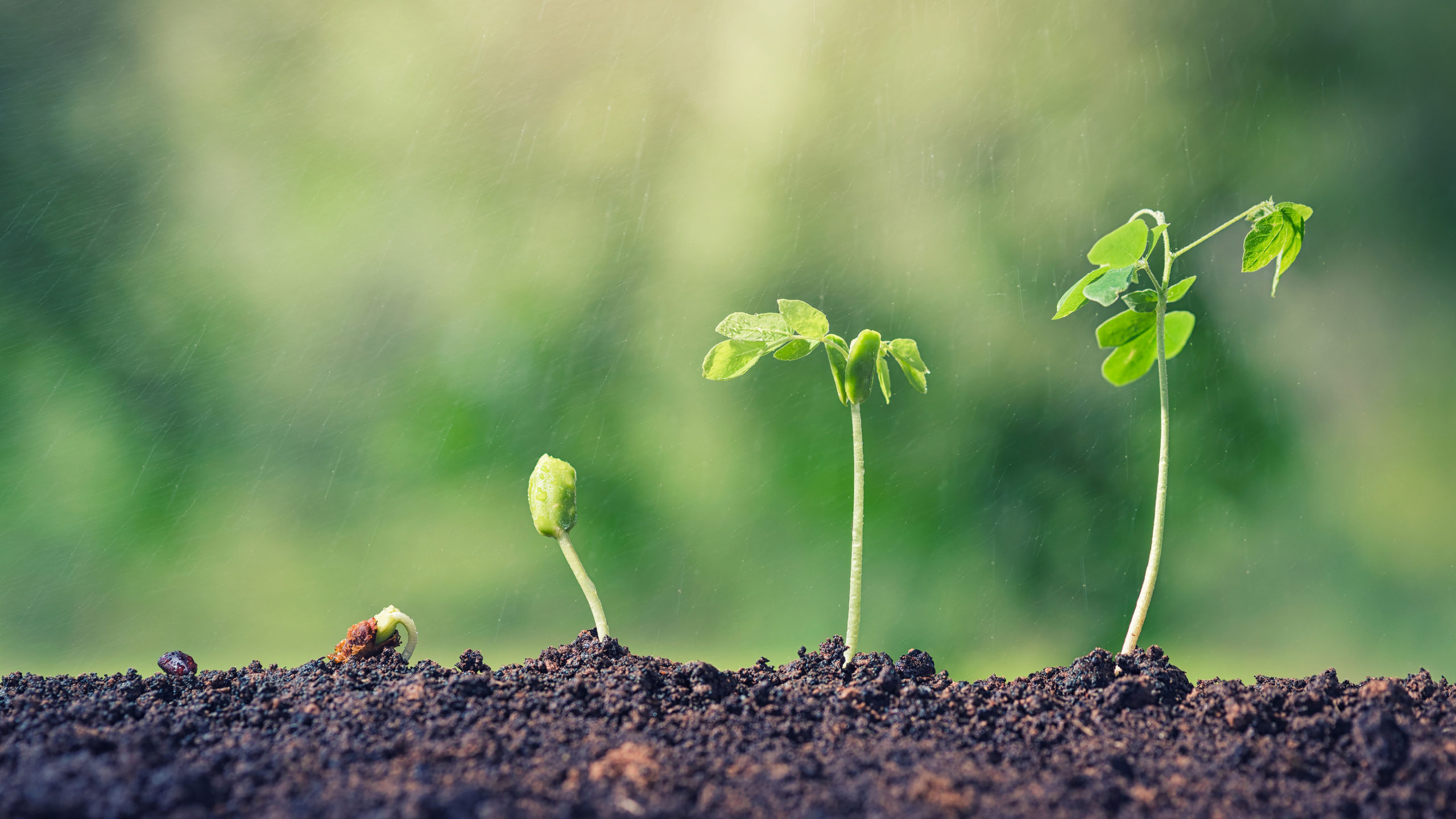 Tohum finansmanı nedir?: Bir işletme için tohum finansmanının ne anlama geldiğini anlamak