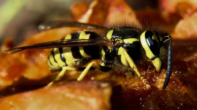 whats_the_point_of_wasps_turns_out_they_do_a_lot_more_than_you_think_-_2